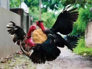 Đá Gà Nòi - Mẹo Soi Kèo Đấu Kê Giúp Bạn Cược Đâu Thắng Đó