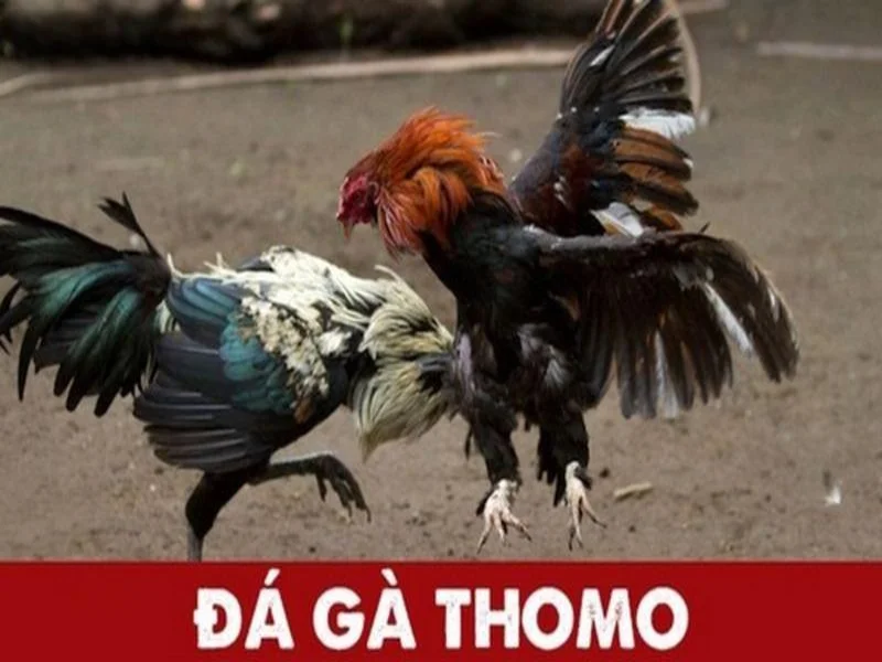 Những hình thức đá gà Thomo được yêu thích nhất