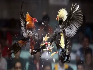 Đá Gà Thomo - Mẹo Chơi Đá Gà Toàn Thắng Cho Các Kê Sư